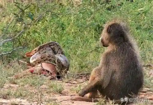 动物之战蜥蜴阵容搭配攻略(剑与远征蜥蜴主C推图阵容)插图15