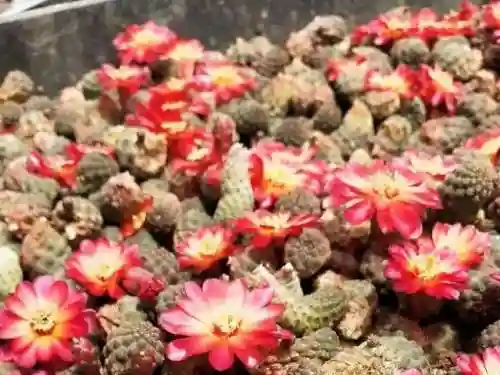 搭配火焰球球的阵容(火拳球球如何搭配很厉害)插图2