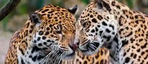 最强猎捕阵容搭配攻略图(黑暗料理王狩猎最佳阵容)插图9 最强猎捕阵容搭配攻略图(黑暗料理王狩猎最佳阵容)插图9