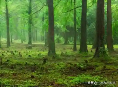 无尽禁林阵容搭配攻略(无尽守护最强阵容推荐)