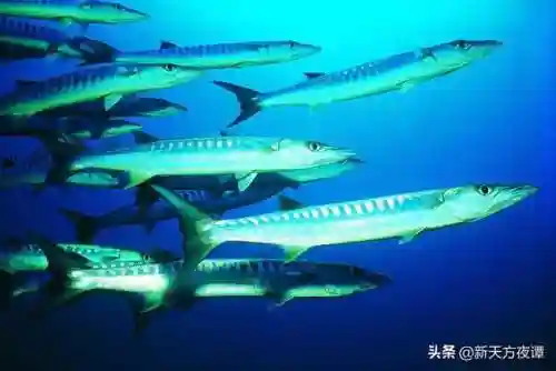 中国十大最恐怖鱼(鱼类大全看图识鱼)插图7