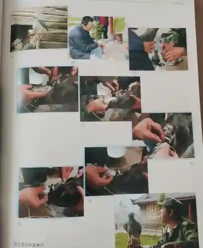 羞羞的铁拳熬鹰(羞羞的铁拳鹰叫什么名字)插图8