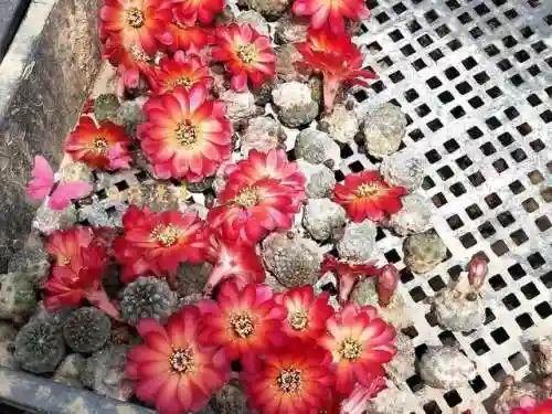 搭配火焰球球的阵容(火拳球球如何搭配很厉害)插图10