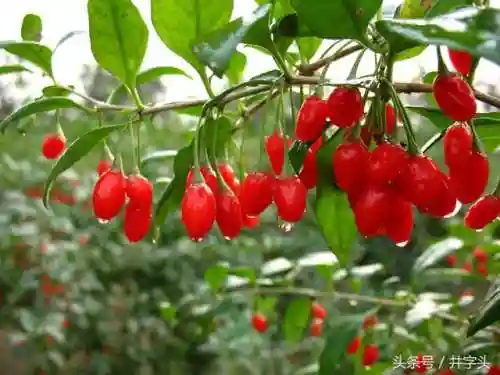 太玄内丹完美搭配推荐阵容(神相PVE内功搭配)插图13
