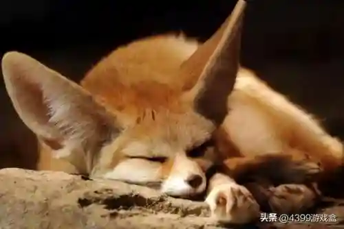 原神胡狼阵容搭配推荐(原神十大平民最强阵容)插图2