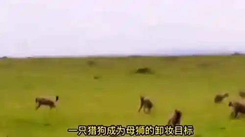 欢乐对决狮子怎么搭配阵容(欢乐大作战狮子选什么职业厉害)插图2