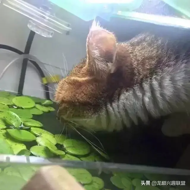 动物之战养鱼推荐阵容搭配(动物大联盟伤害最高搭配)插图6