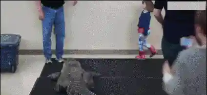 鳄鱼骑猪阵容怎么搭配(群骑吕布最强阵容)插图7