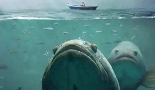 深海100000米以下生物(海底一万米以下有什么生物)插图4