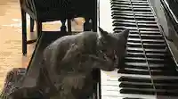 鳄鱼骑猪阵容怎么搭配(群骑吕布最强阵容)插图5