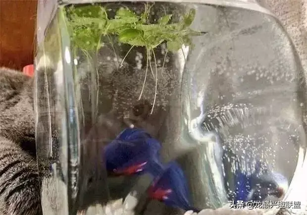 动物之战养鱼推荐阵容搭配(动物大联盟伤害最高搭配)插图8