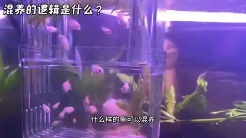 领地冲突阵容搭配推荐最新(剑与远征人族最强阵容)