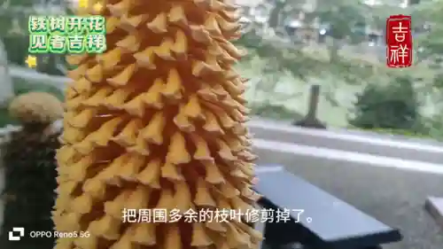 铁树开花阵容怎么搭配(圣树之光阵容搭配攻略)插图1