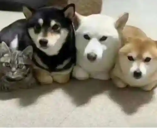 猜图片带答案大全(看图猜成语扫一扫图)插图83