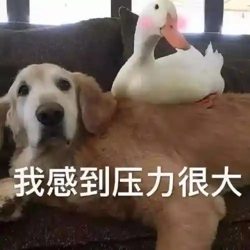 率土南北开荒阵容搭配(率土之滨开荒队伍排名)插图5