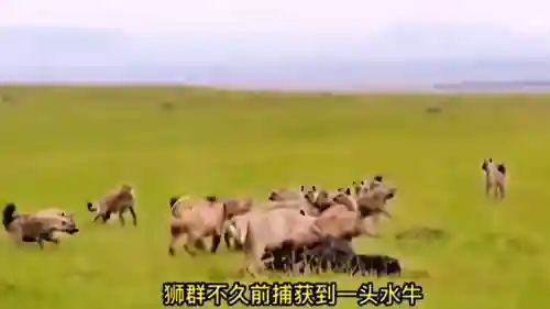 欢乐对决狮子怎么搭配阵容(欢乐大作战狮子选什么职业厉害)