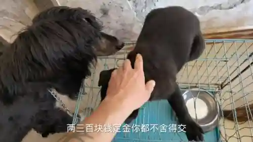 狗子五黑阵容装备搭配最新(王者荣耀5黑阵容排名)插图6