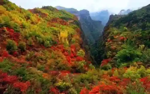 卡房精灵平明阵容怎么搭配(最强平民宝可梦阵容)插图4