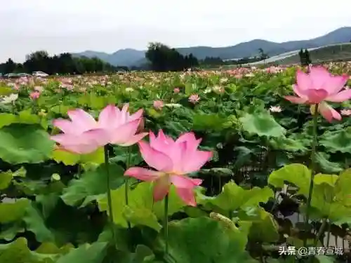 文明与征服宣城阵容搭配(文明与征服平民最强阵容第一名)插图22