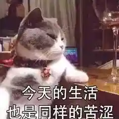 网上特别火的那个猫表情包(猫咪摇头表情包动图)插图2 网上特别火的那个猫表情包(猫咪摇头表情包动图)插图2