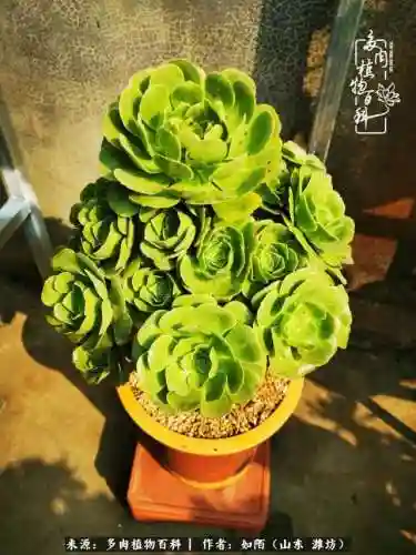 养娃阵容法师怎么搭配技能(传奇法师招什么宝宝最厉害)插图32