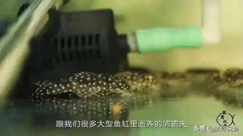 异形皇后搭配什么阵容最好(异次元公主最强阵容)插图2