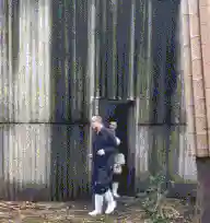 鳄鱼骑猪阵容怎么搭配(群骑吕布最强阵容)
