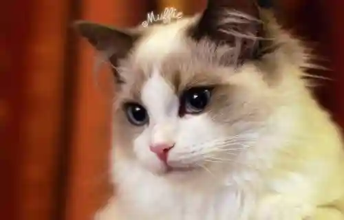 猫咪仙女阵容搭配推荐图片(公主连接推图阵容2021)插图1