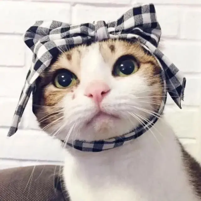 猫咪吃鸡阵容搭配图片(吃鸡抽猫咪套装皮肤)插图11