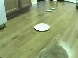 猫咪打架厉害的阵容搭配(一刀传世打架厉害的职业搭配)插图14