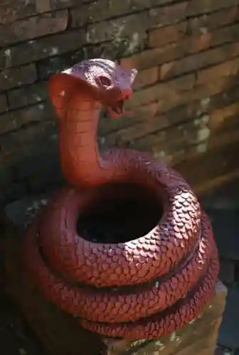 中国第一蛇王(中国最漂亮的毒蛇)插图8