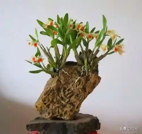 铁皮宝石阵容搭配攻略最新(路易鬼屋3宝石图文攻略)插图4 铁皮宝石阵容搭配攻略最新(路易鬼屋3宝石图文攻略)插图4