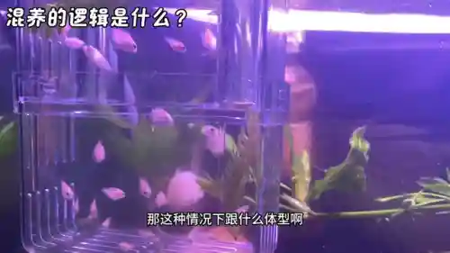 领地冲突阵容搭配推荐最新(剑与远征人族最强阵容)插图3