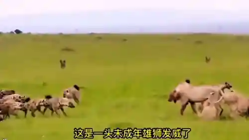 欢乐对决狮子怎么搭配阵容(欢乐大作战狮子选什么职业厉害)插图1