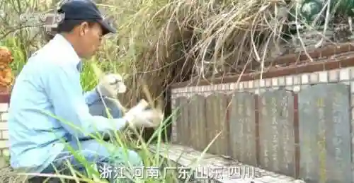 老兵先祖搭配阵容图片高清(光遇踏步先祖兑换图)插图15