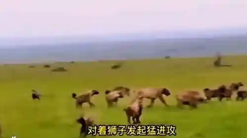 欢乐对决狮子怎么搭配阵容(欢乐大作战狮子选什么职业厉害)插图3