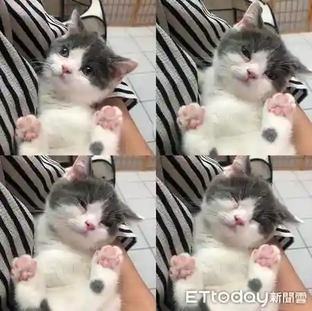 逗猫神器推荐阵容搭配最新(猫三国平民最强阵容)插图2