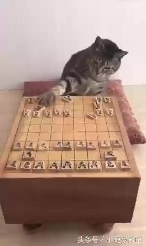 下棋阵容猫咪(动物自走棋阵容推荐)插图2