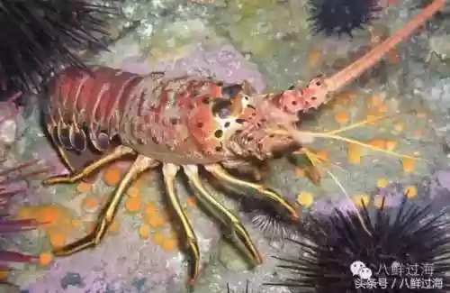 波士顿龙虾(波士顿龙虾的做法清蒸几分钟)插图1