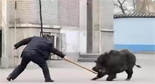 真野猪怎么打-(搞野猪用什么方法最好)插图9