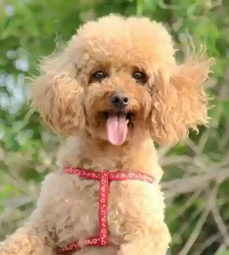 犬类智商排名(什么小狗最聪明排名第一)插图8