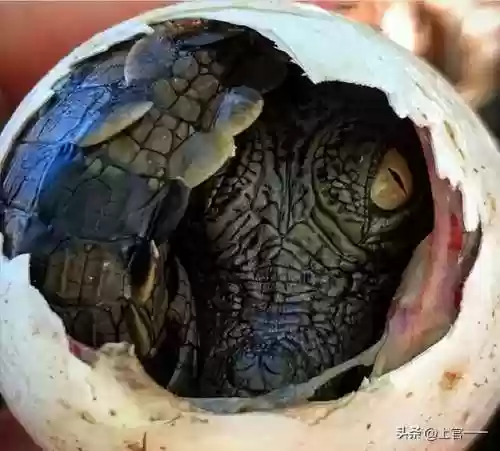 动物大作战无敌阵容(动物战争模拟器辅助菜单最新版)插图26