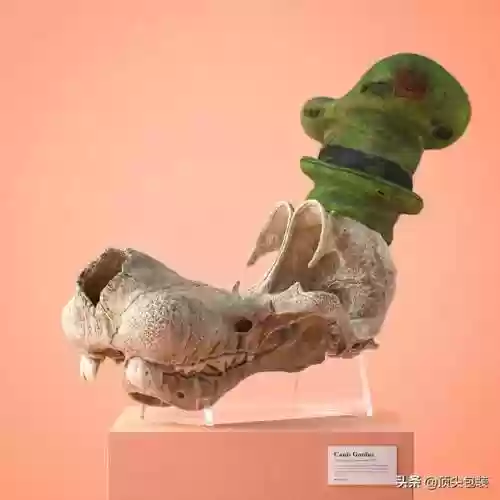 海绵宝宝的尸骨(画海绵宝宝一家人)插图4