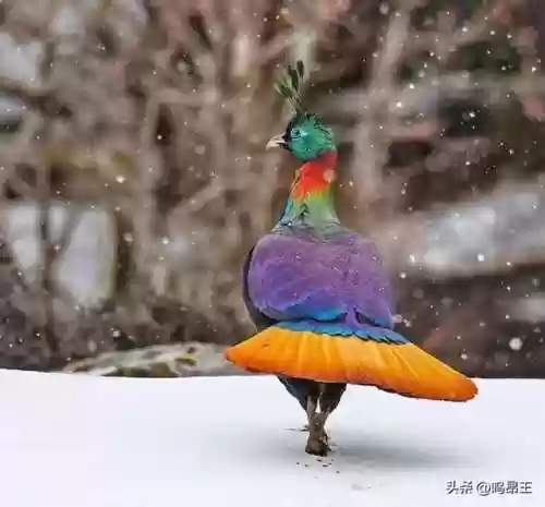 动物园里动物100种(动物园里有什么动物呢)插图3