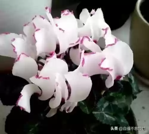 素心仙子阵容(最新灵魂莲华明昼阵容搭配)插图1 素心仙子阵容(最新灵魂莲华明昼阵容搭配)插图1