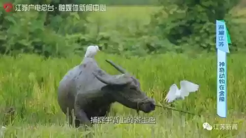 神兽是什么意思(神兽在家文案幽默句子)插图13