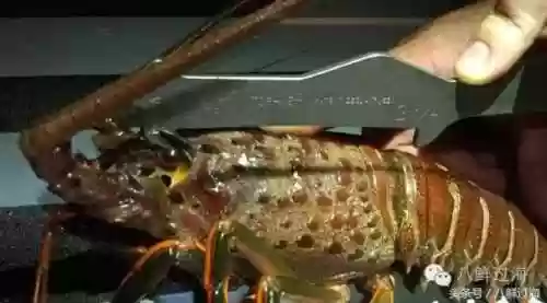 波士顿龙虾(波士顿龙虾的做法清蒸几分钟)插图10