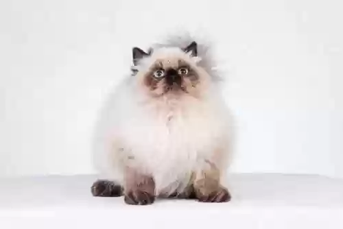 72种猫咪品种大全(猫品种大全100种图片)插图8