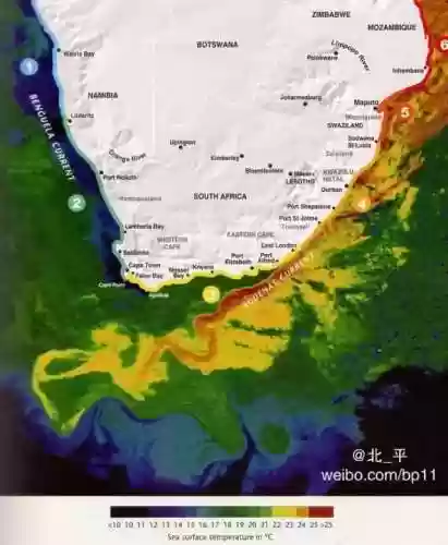 沙丁鱼阵容(弱丁鱼性格配招)插图6