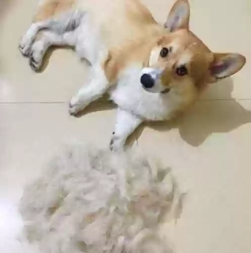 柯基狗狗图片(柯基犬多少钱一只)插图1